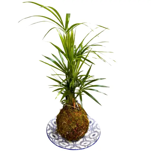 PLANTA KOKEDAMA PALMITO